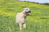 IRISH WOLFHOUND 204